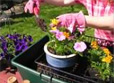 The Potting Caddy